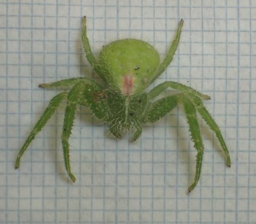 Heriaeus hirtus
